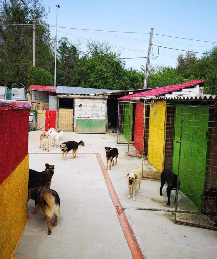 Shelter von Fundatia Noroc